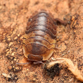 Filipinodillo Sp. “Cordova”